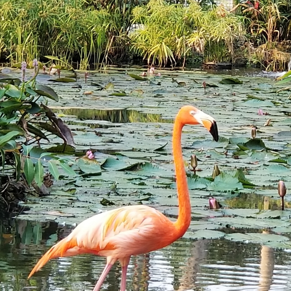 Meet your Posher, JG